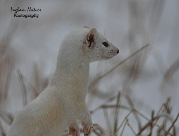 Weasel - Long Tailed