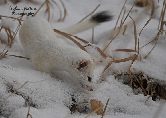 Weasel -  Long Tailed