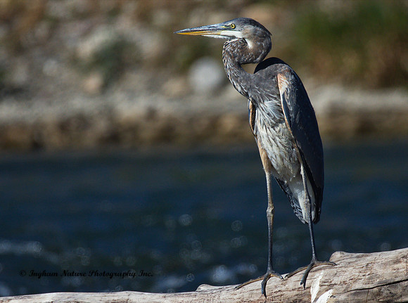 Great Blue Heron - Juvenile