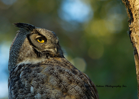 Great Horned Owl