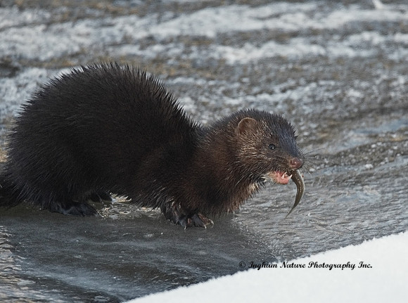 American Mink