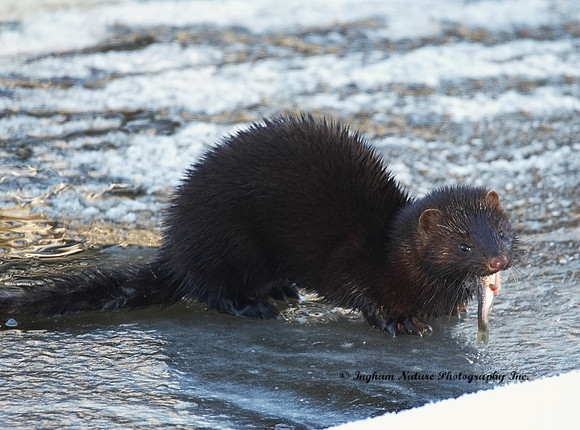 American Mink