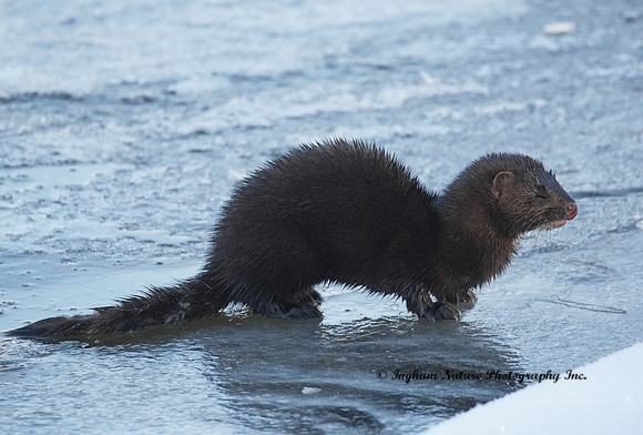 American Mink