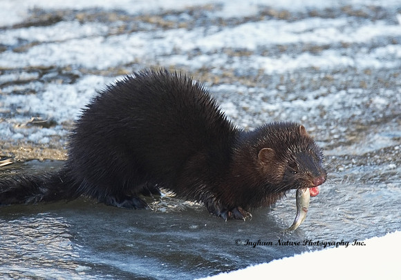 American Mink