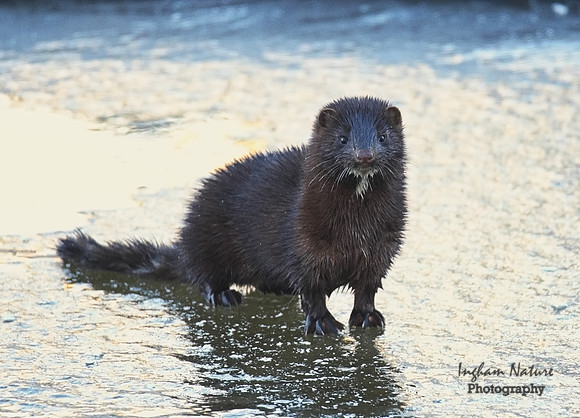 American Mink