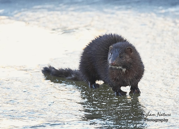 American Mink