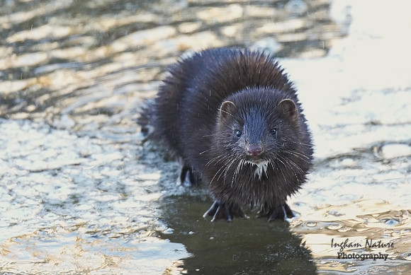 American Mink