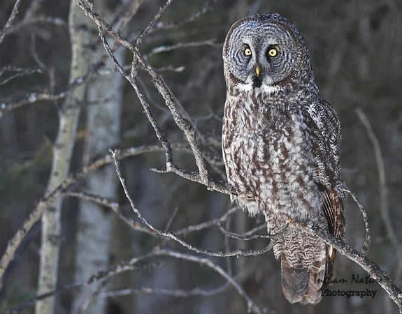 Great Gray Owl
