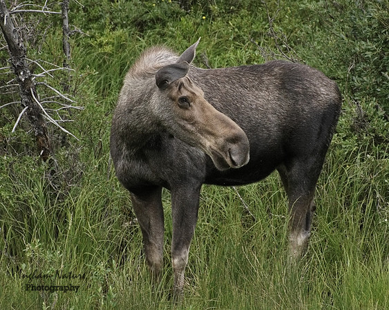 North American Moose - Female