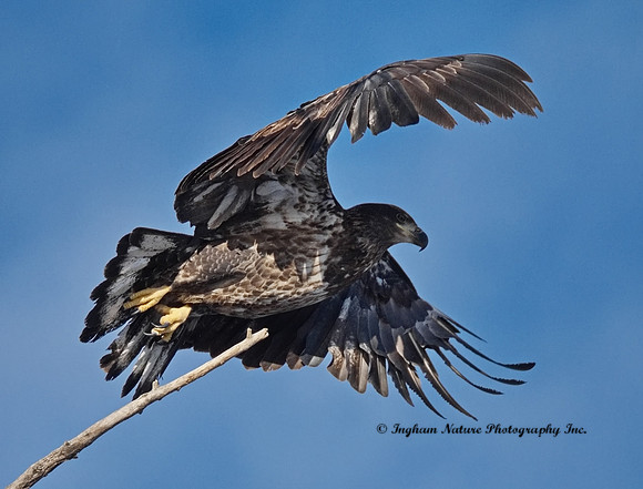 American Bald Eagle - Juvenile