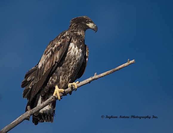 American Bald Eagle - Juvenile
