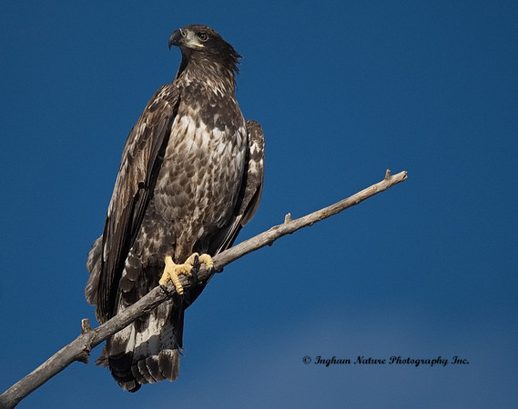 American Bald Eagle - Juvenile