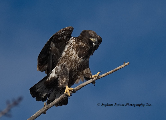 American Bald Eagle - Juvenile