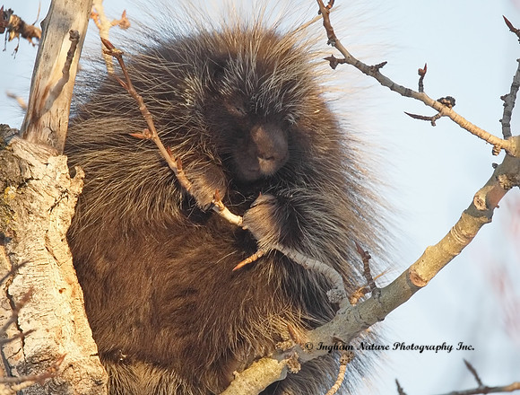 Porcupine - North American