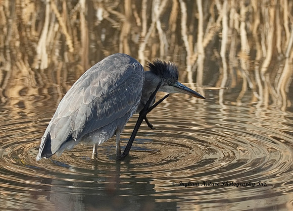 Great Blue Heron