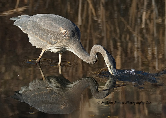 Great Blue Heron
