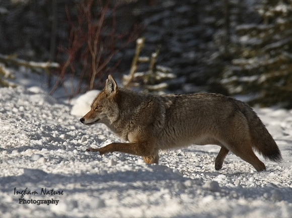 Coyote