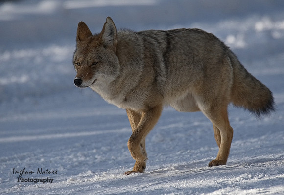 Coyote