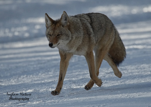Coyote
