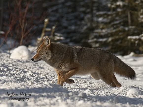 Coyote