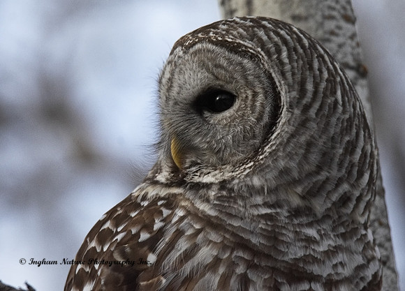 Barred Owl