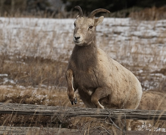 Rocky Mountain Sheep - Female
