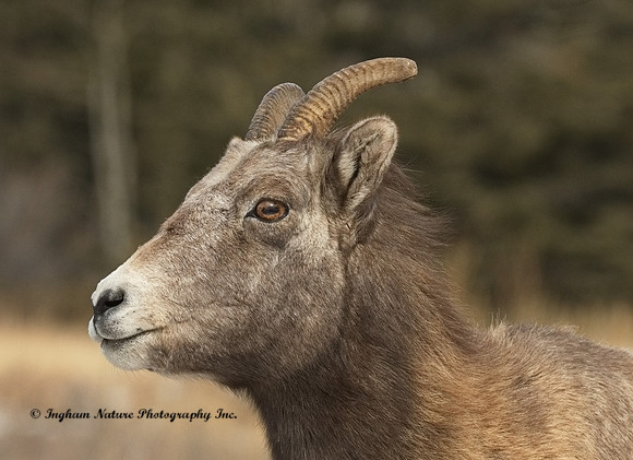 Rocky Mountain Sheep - Female