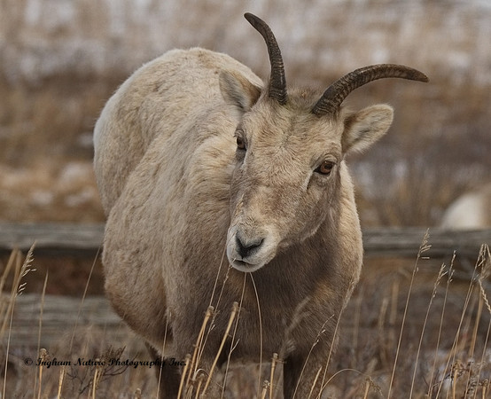 Rocky Mountain Sheep - Female