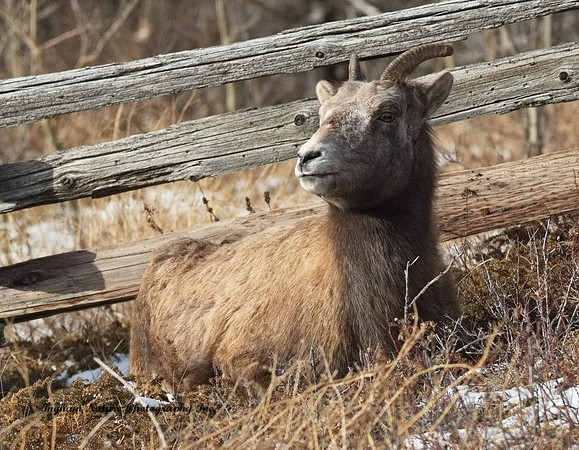 Rocky Mountain Sheep - Female