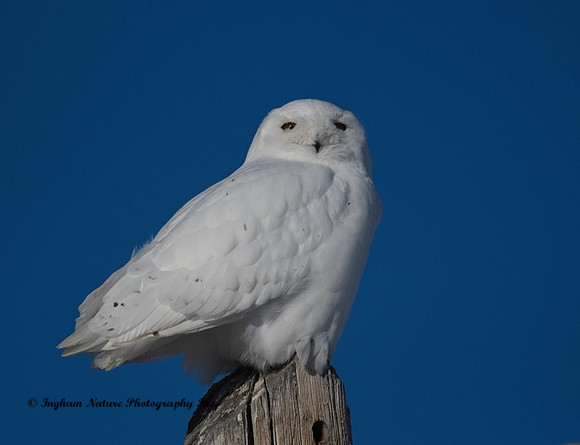 Snowy Owl - Male