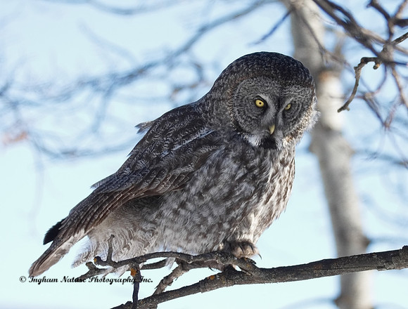 Great Gray Owl