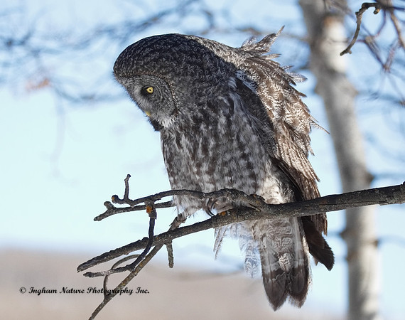 Great Gray Owl