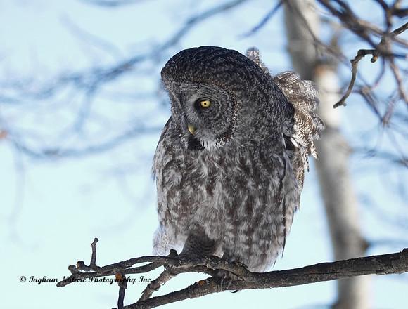 Great Gray Owl
