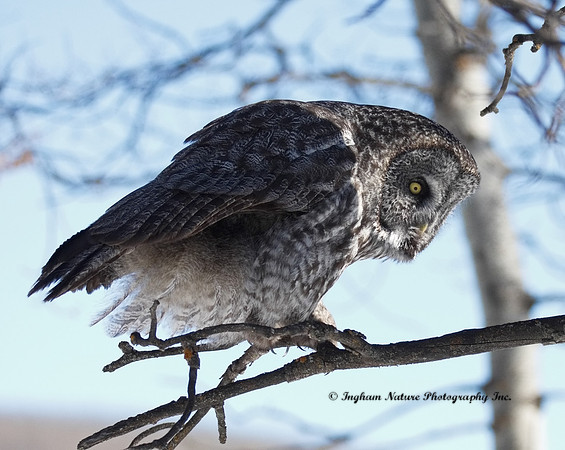 Great Gray Owl