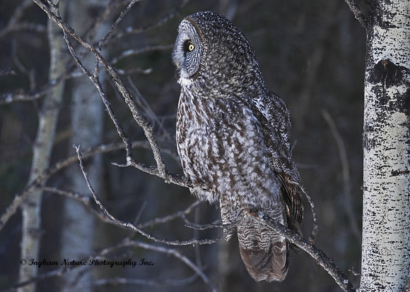 Great Gray Owl