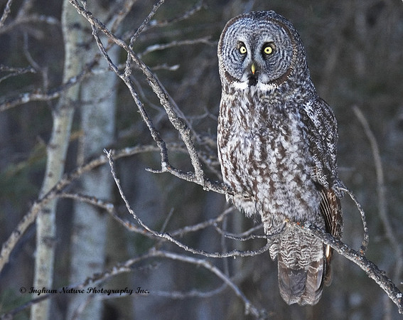 Great Gray Owl