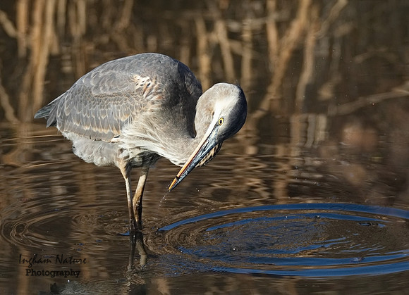 Great Blue Heron