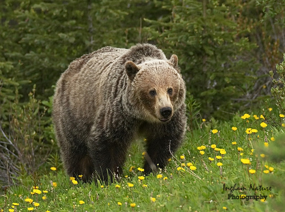 Grizzly Bear
