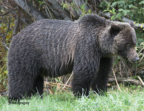 Grizzly Bear - Adult