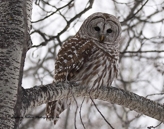 Barred Owl