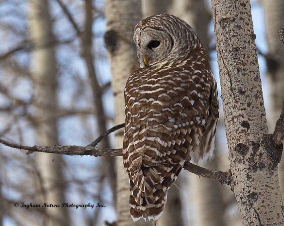 Barred Owl