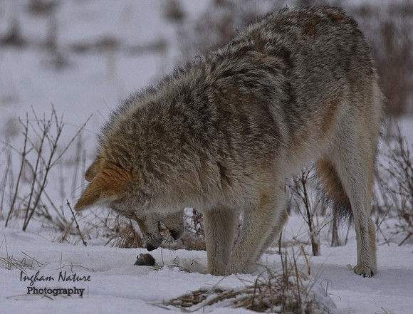 Coyote
