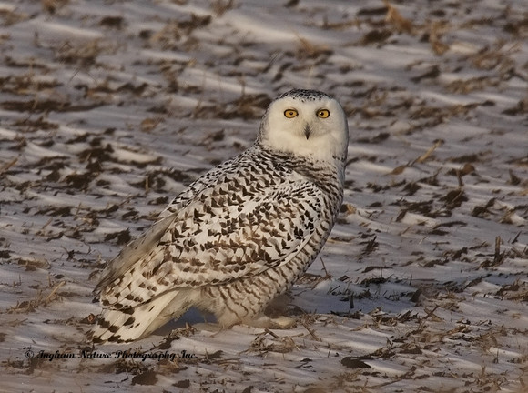 Snowy Owl