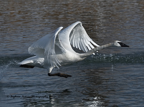 Swan - Trumpeter