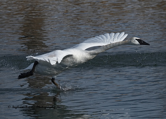 Swan - Trumpeter