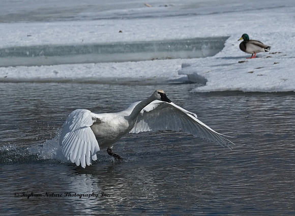Swan - Trumpeter