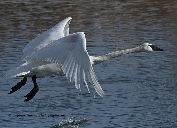 Swan - Trumpeter