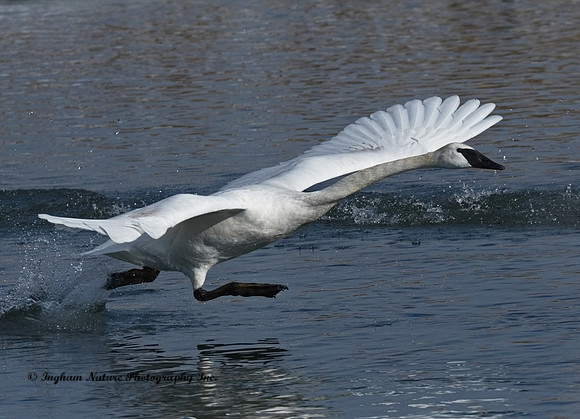 Swan - Trumpeter