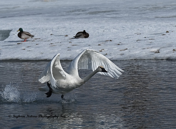 Swan - Trumpeter
