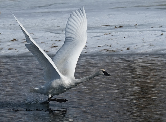 Swan - Trumpeter